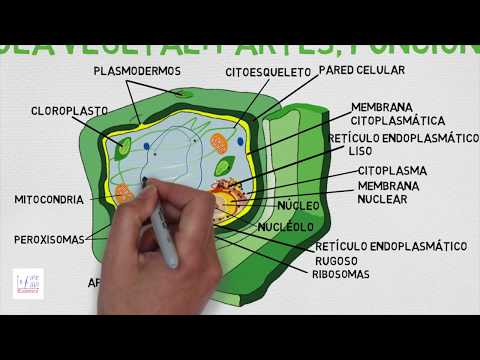 Video: ¿Qué estructura no es exclusiva de las células vegetales?