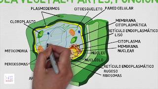 características de la célula vegetal