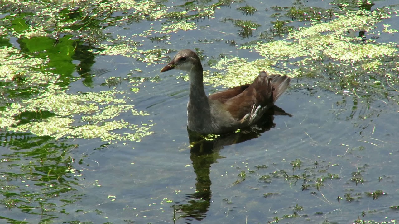 Tricolored Heron & Female Common Moorhen in Pond at Circle B Bar