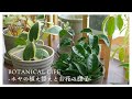 今年も咲いてくれました...!大好きなホヤの植え替え