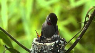 Hummingbird Feeding Chicks for 20 days.mp4