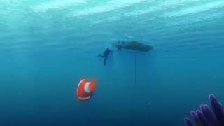 Finding nemo (remake) girls get captured