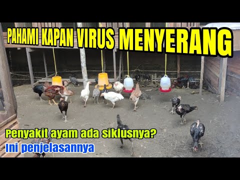 Video: Penyakit Ayam. Tidak Menular. Bagian 2