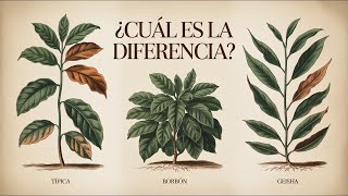 Arabica Coffee Varieties Everyone Should Know