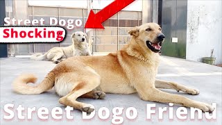 SHOCKING : Street Dog's Surprising Friendship Revealed' #1million #doglover #shorts #funny #viral
