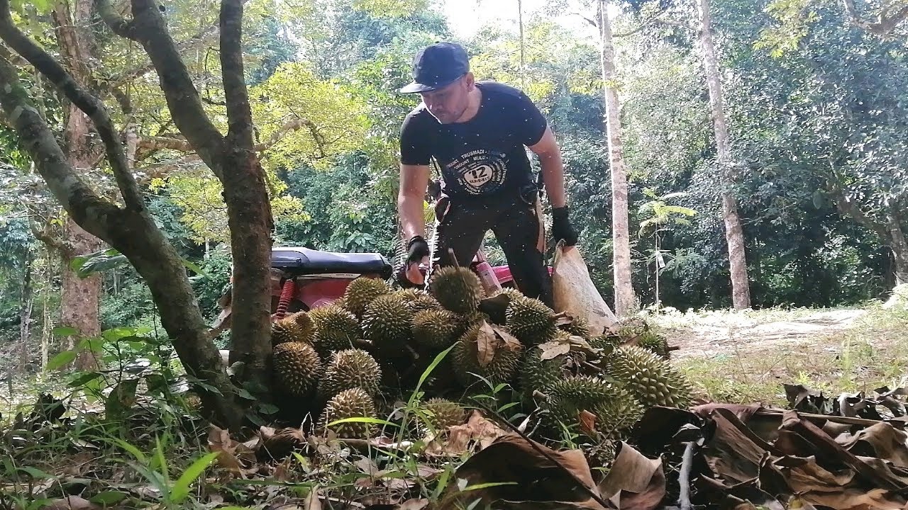 Suasana Di Dusun Durian Batu Kurau | Aku Kutip Durian | Durian Season