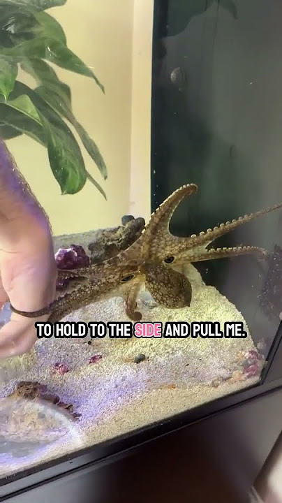 Bruce the Octopus grabs hand