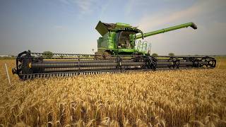 Wheat Harvest Double Duty Grain Straw