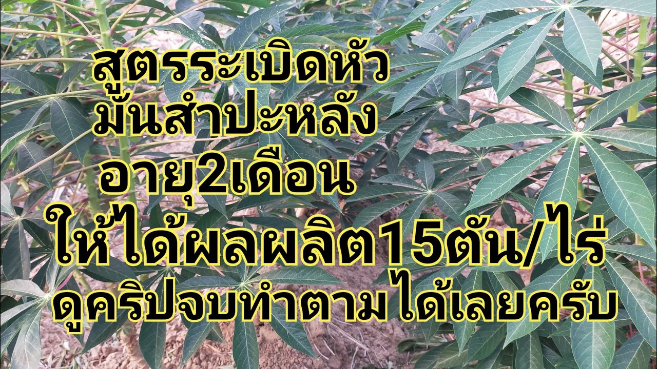 สูตรระเบิดหัวมันสำปะหลังตั้งแต่อายุ2เดือนผลผลิต15ตัน/ไร่