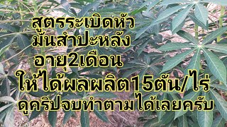 สูตรระเบิดหัวมันสำปะหลังตั้งแต่อายุ2เดือนผลผลิต15ตัน/ไร่