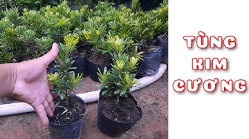 Cây Tùng kim cương 15cm | 0386569374 - Ngọc Ngân Bến Tre | Chuyên cây độc lạ