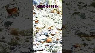 Herd Of Ibex