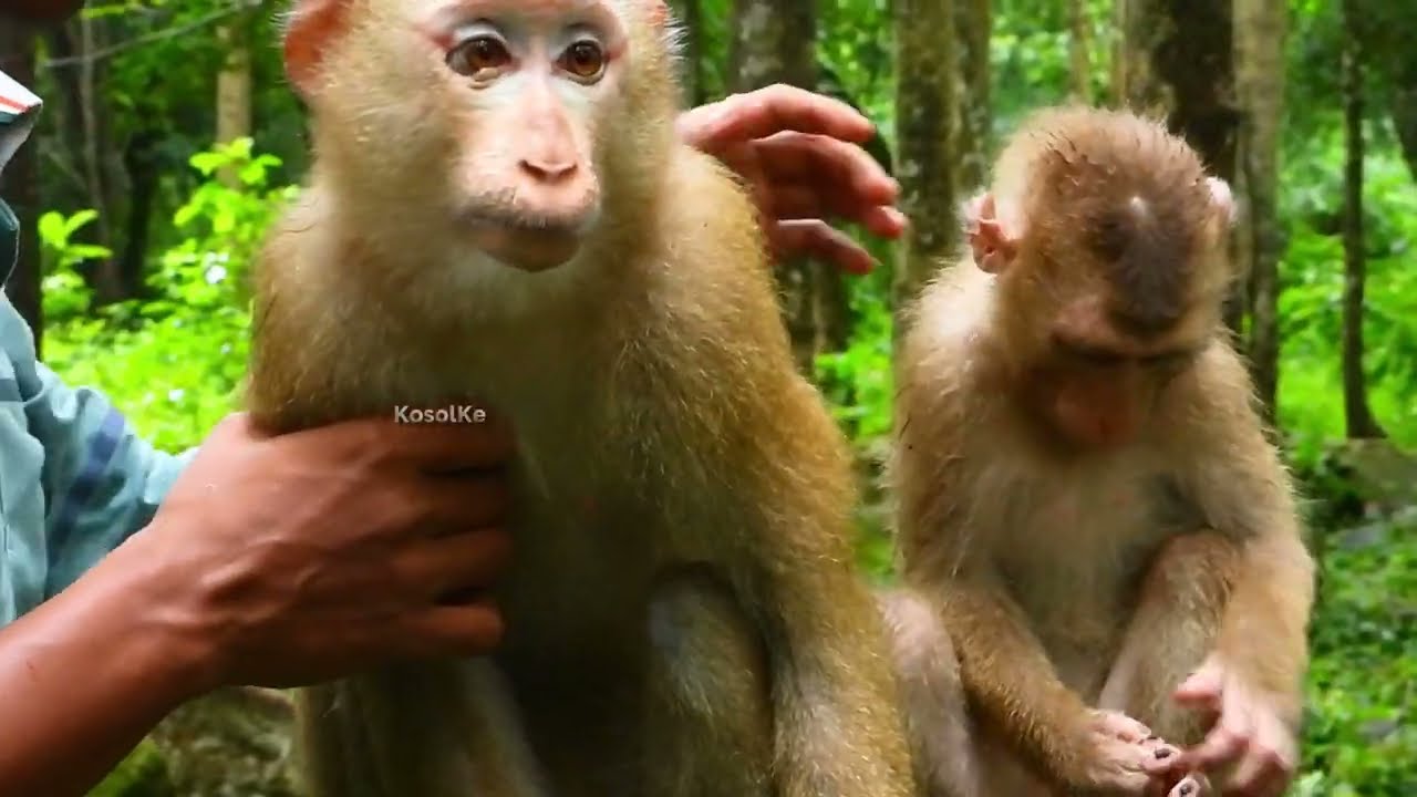 We help new monkey Luna we want her stay and can help Savana kids no one attacked her welcome Luna