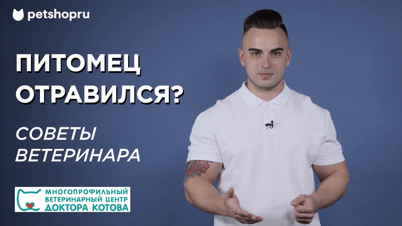 лечение интоксикации у собак