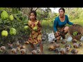 Pick a lot snail and guava fruit in flood forest- Cooking snail with water convolvulus so delicious