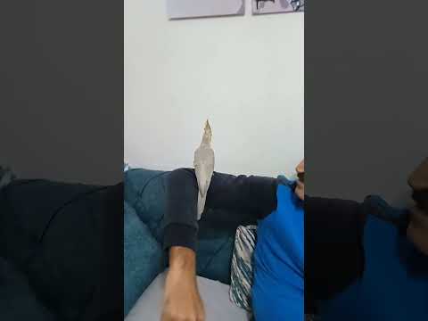 كان عندي بغبغان غلباوي بنص لسان