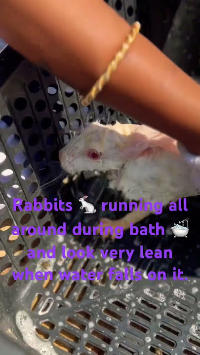 Rabbits bathing time.. #rabbit #rabbits #love #family #bathing #care #petlover #