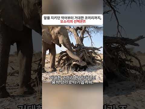 알을 지키던 악어부터 거대한 코끼리까지,  오소리의 선택은?!  #야생생존 #동물영상 #자연다큐 #생명의순간 #동물관찰 thumbnail
