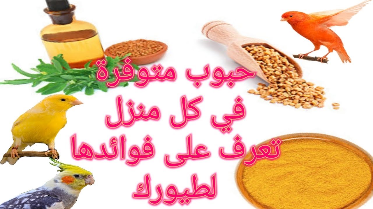 فوائد الحلبة للطيور وطرق تقديمها لها