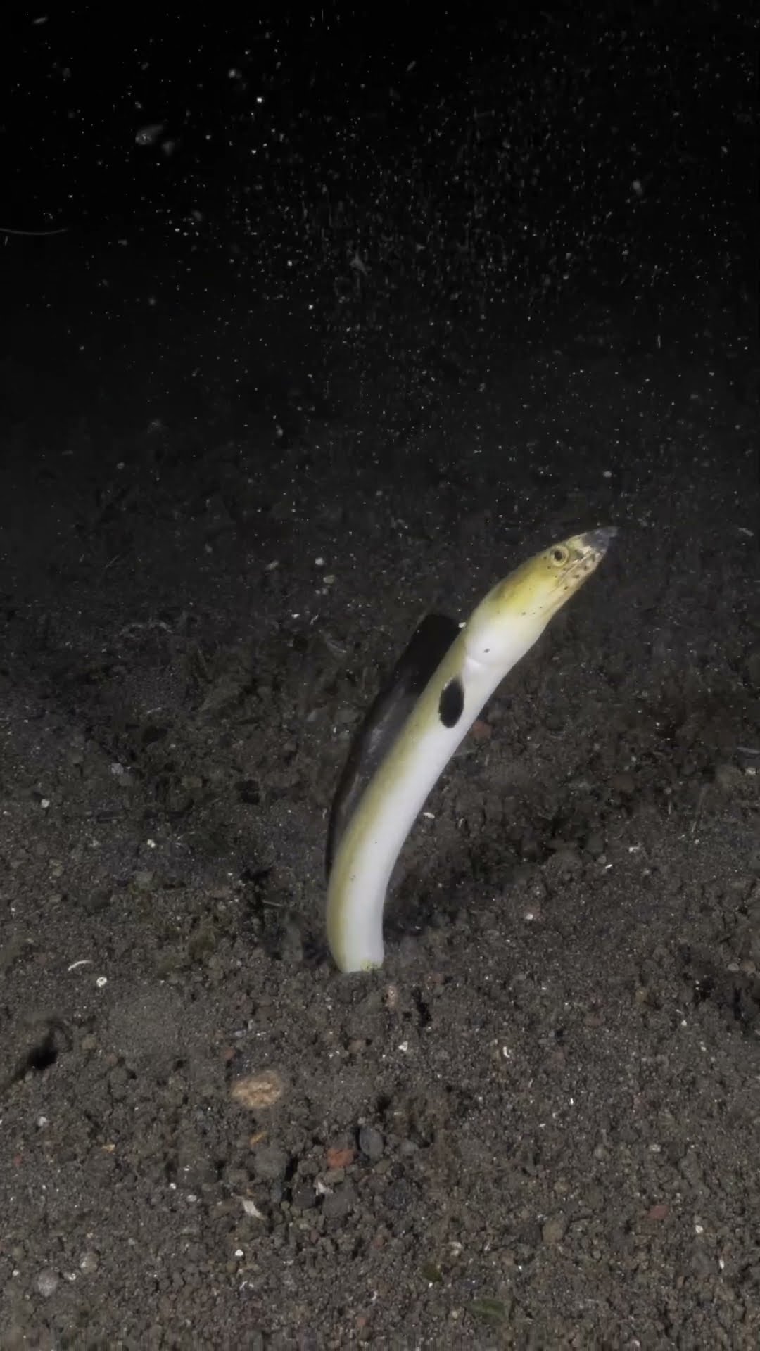 Highfin Snake Eel Burrows into Seabed || ViralHog