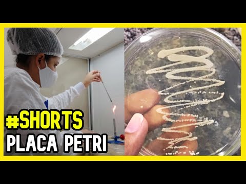 Vídeo: Você pode reutilizar placas de Petri?