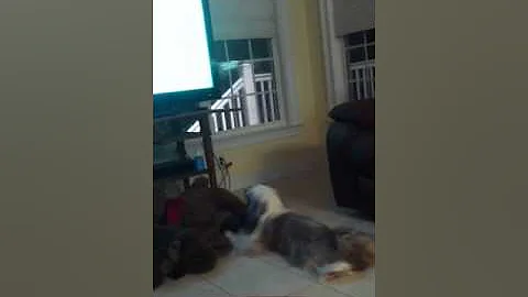 Tibetan Terrier Abbi-gale