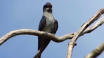 Crested Treeswift - Birdwatching Thailand
