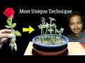 Most unique and super easy way to grow rose from cutting  with english subtitles