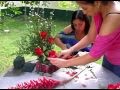 Presentación de productos a base de plantas ornamentales ADorno para mesa