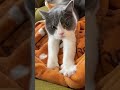 ふがふが言いながらフミフミ(ふく)