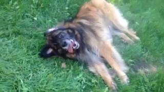 Leonberger Forrest intermediate trick title submission