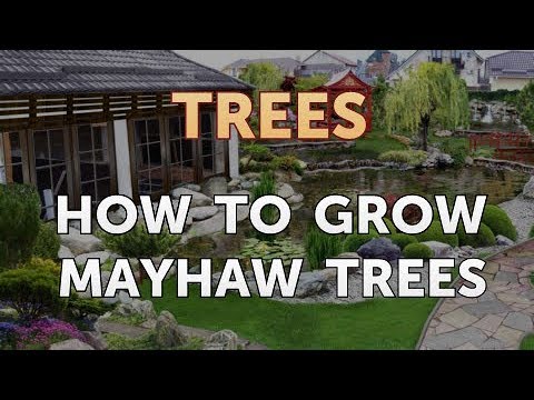 Video: Hur man rotar Mayhaw-sticklingar – tips för att odla Mayhaw från sticklingar