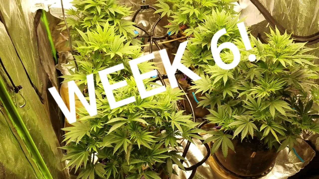 WEEK 6 of Mandarin Sunset from Ethos Genetics. 480w QBs!