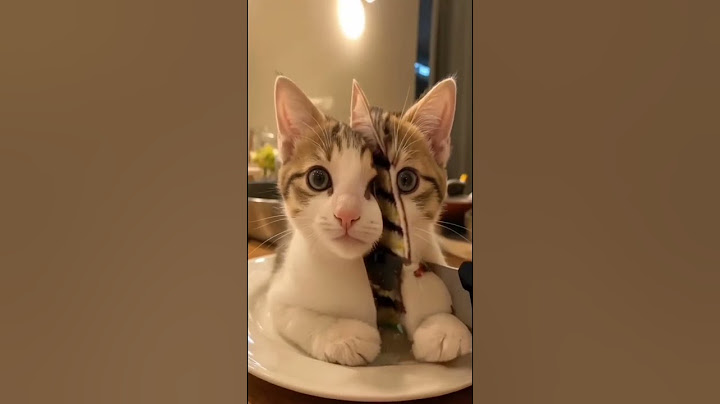 "🎂 When your cake is too cute to eat! 😻🍰 #CatCake #TooCuteToEat #BakingMagic" #cutecakes #cat #cats