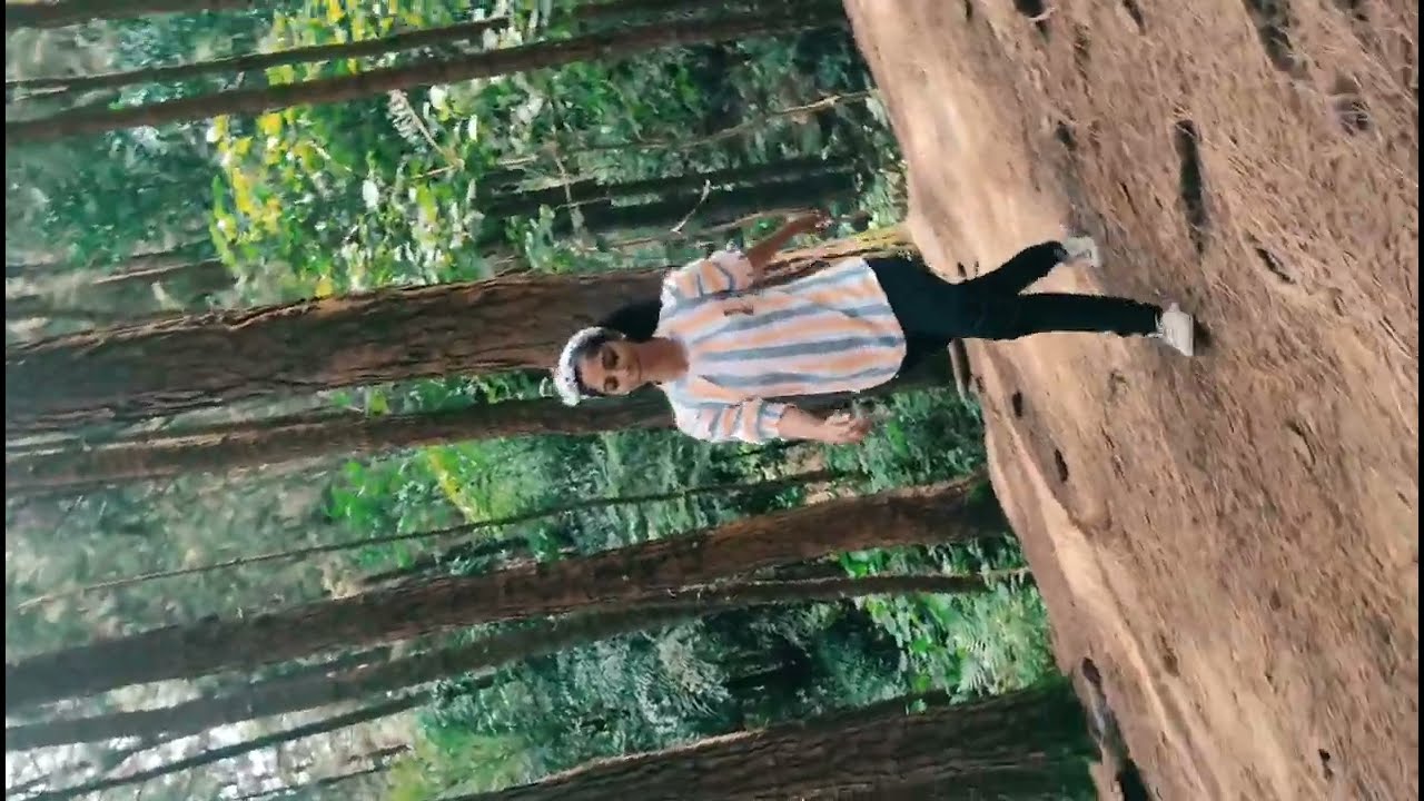 pine forest / vagamon / Kerala / office trip / memories /