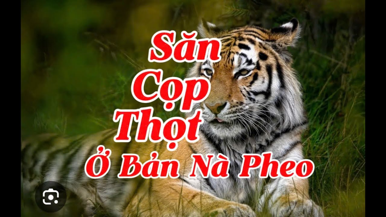 SĂN CỌP THỌT Ở BẢN NÀ PHEO | Lê Anh diễn đọc