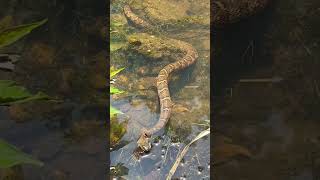 Full video of snake hunting catfish. #animals #wildlife #nature #snake #viral