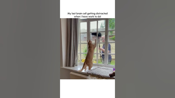 Funny Cat Plays with Window Washer!
