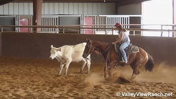 Rios Cat - son of High Brow Cat out of Tapt Twice  on cattle!***ValleyViewRanch.net