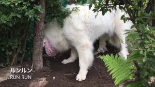 穴掘りに夢中【グレートピレニーズ greatpyrenees】