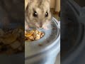 #hamster #hamsterkombat #pets #cute #animals #funny