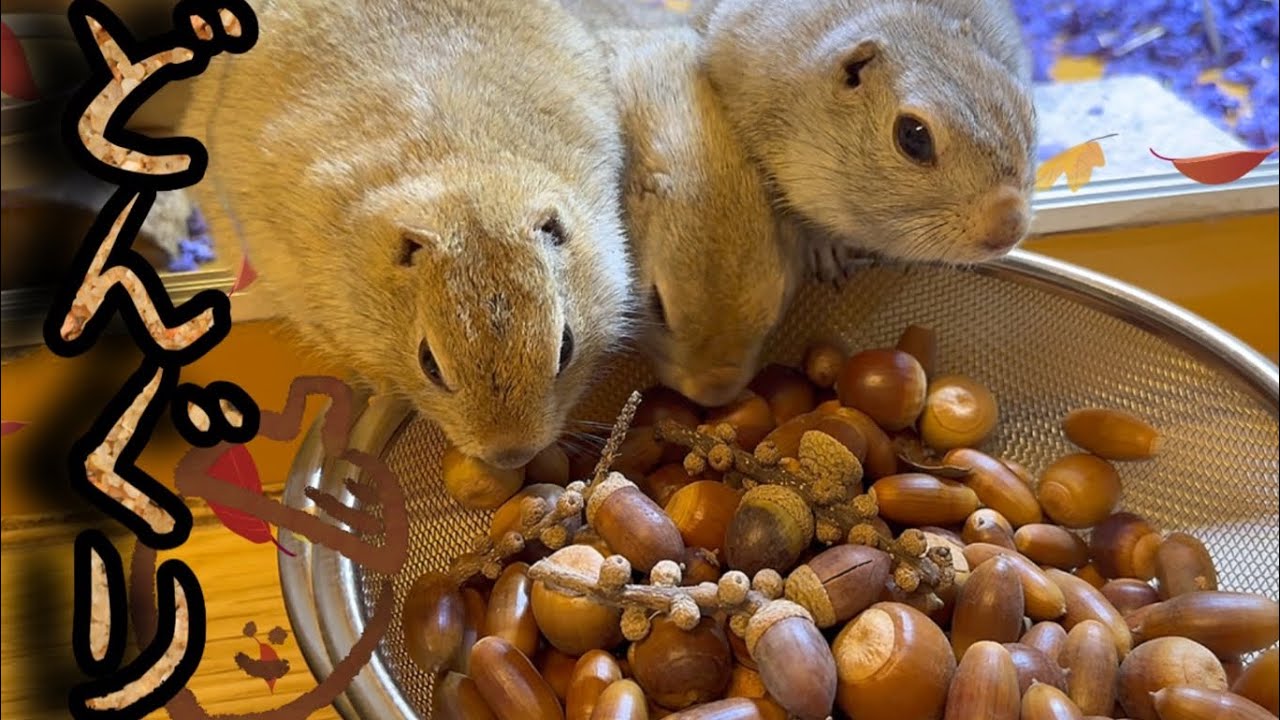 秋の味覚‼️ 】どんぐりを大量に拾ってリスにあげてみた🐿️🌰#らむ