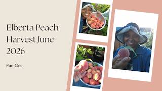 Elberta Peach Harvest June 2026