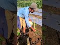 easy way to cultivate corn by spreading seeds manually #shorts