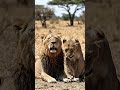 lions are crying for food in the forest 🦁...#ai #trending #lion ....