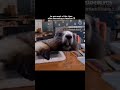 becoming a teacher #song #tech #viral #shortsfeed #trending #teacher #video
