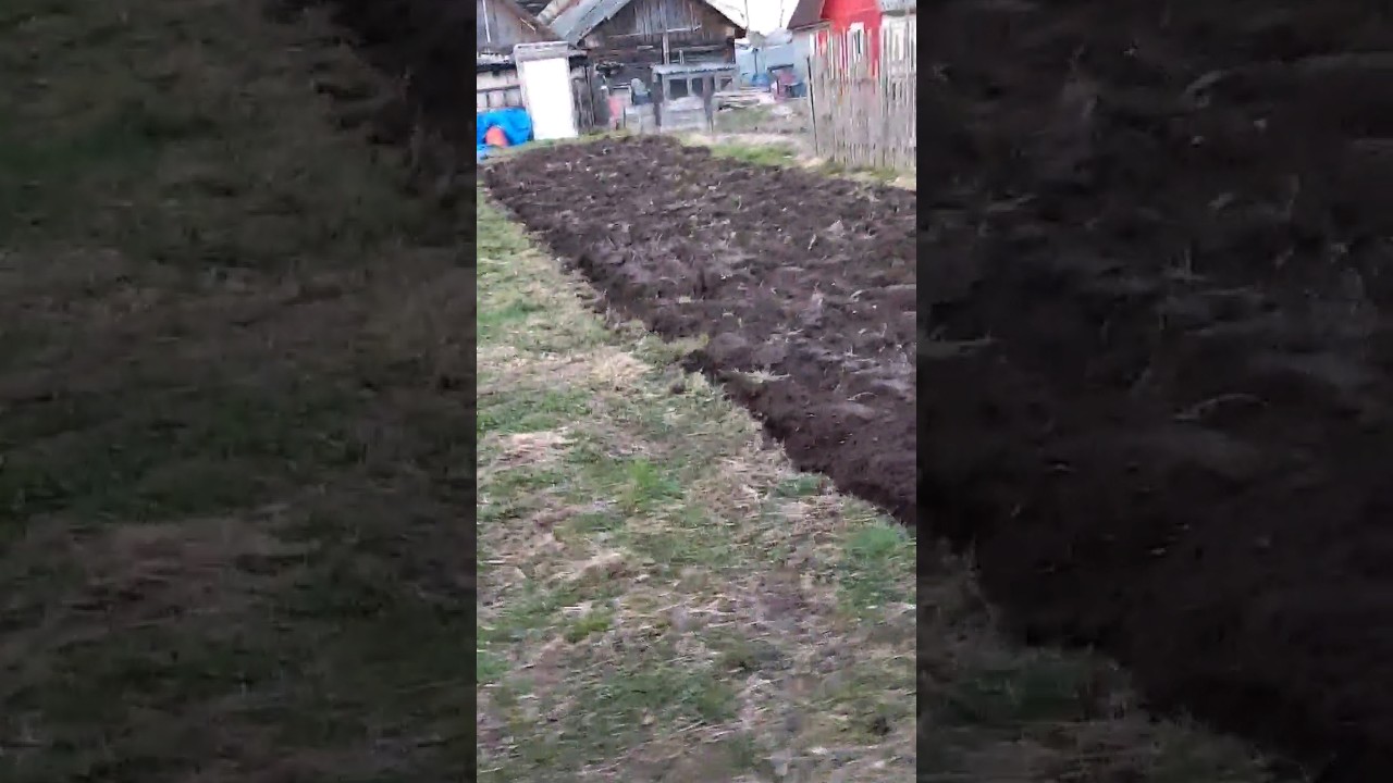 Вспашка целины мототрактором - YouTube