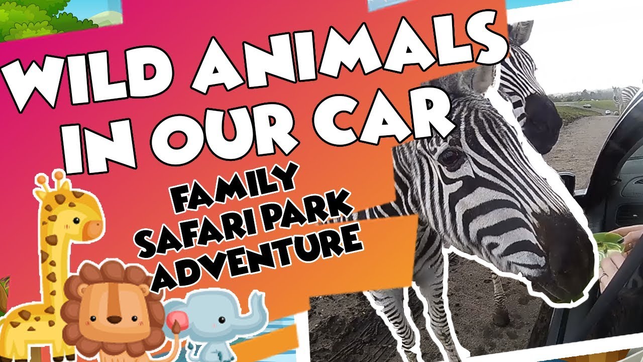 funny safari park videos