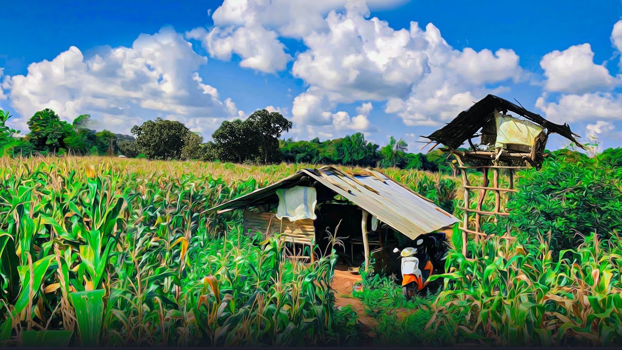 බඩ ඉරිගු හේනක අපූරු දවසක් | A Day in a Beautiful Millet Chena Field in Sri Lanka