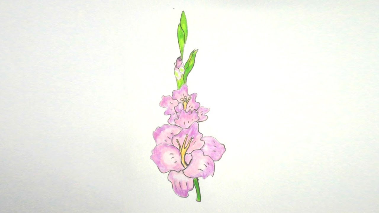 How to draw Gladiolus flower step by step very easy - YouTube.